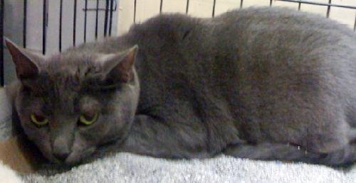 adoptable Cat in Herndon, VA named Grace- DECLAW