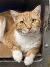 adoptable Cat in , VA named Lucy Buttercup