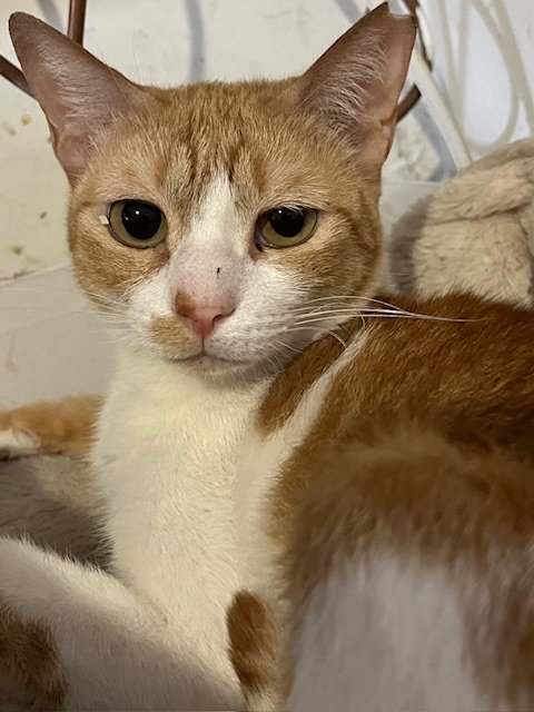 adoptable Cat in Herndon, VA named Lisa-chatty cat
