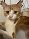 adoptable Cat in , VA named Lisa-chatty cat