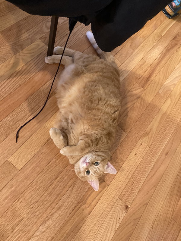 Coraline (ginger)FEE SPONSORED