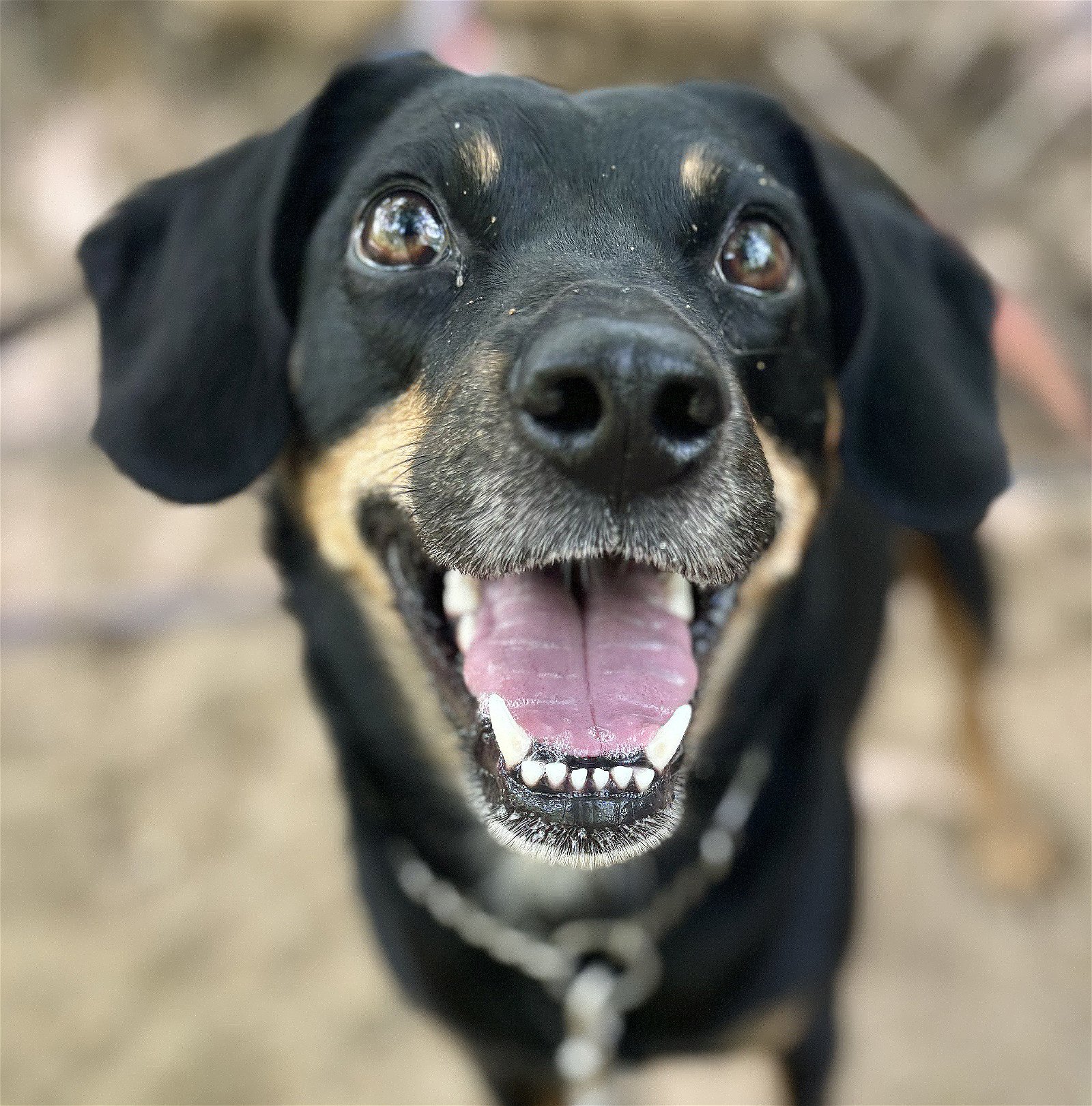 adoptable Dog in Herndon, VA named Rambo