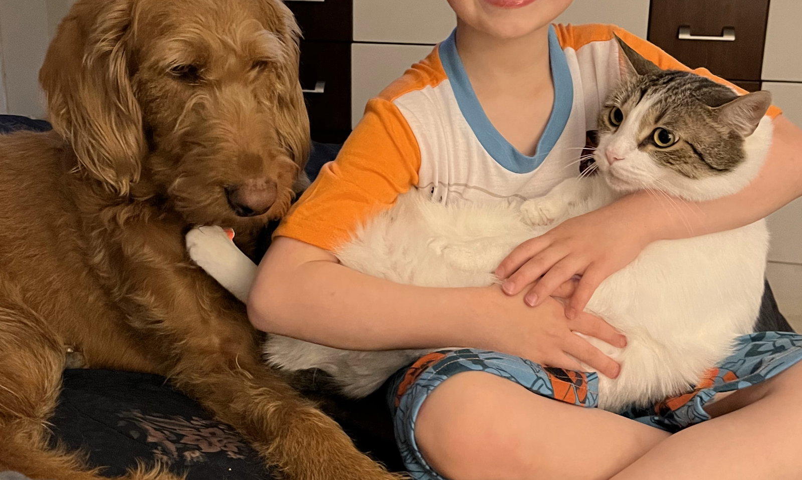 Cats for Adoption in King Virginia Alpha Paw