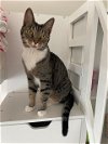 adoptable Cat in herndon, VA named Stacy LAP CAT