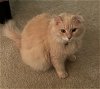 adoptable Cat in , VA named Jinx