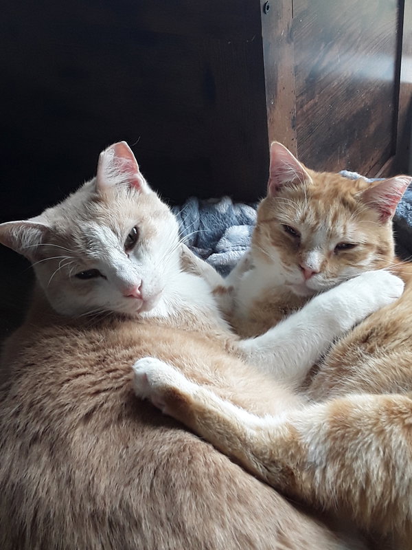 Jesse (& Jerry) - BONDED