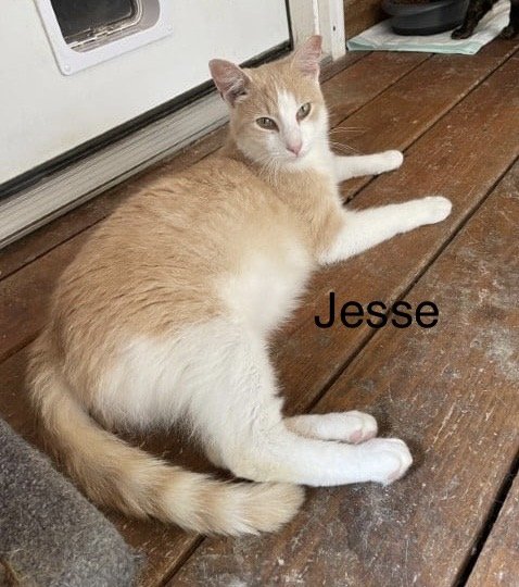 adoptable Cat in Herndon, VA named Jesse & (Jerry) FEE SPONSORED