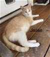 adoptable Cat in , VA named Jesse & (Jerry) FEE SPONSORED