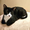 adoptable Cat in  named Mittens