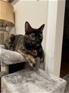 adoptable Cat in , VA named Karen