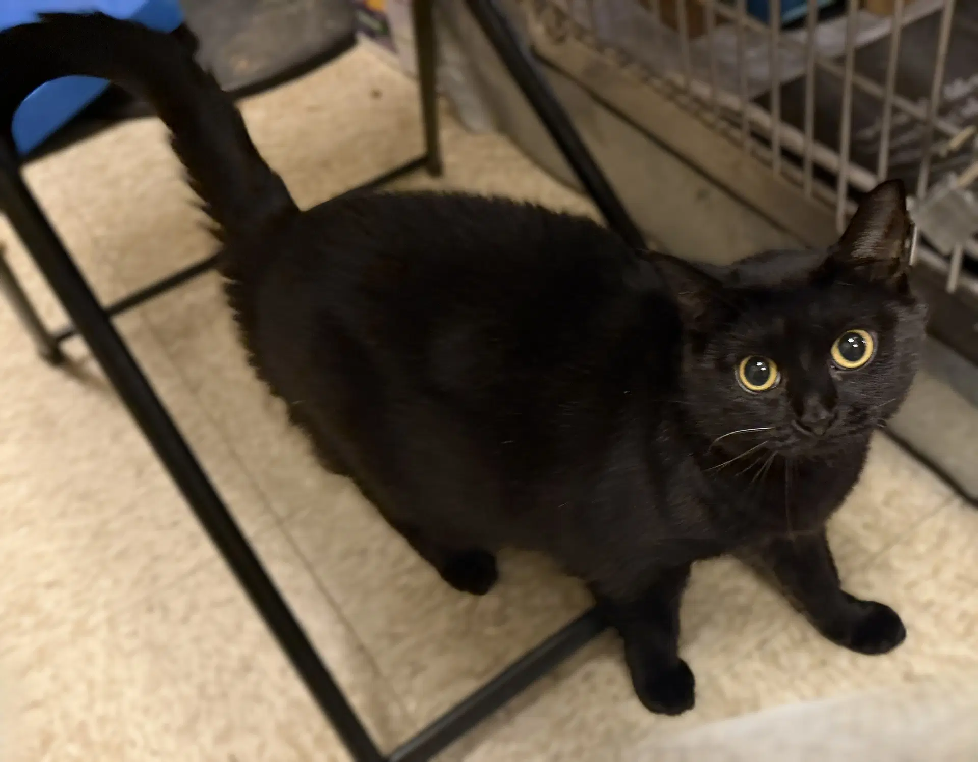 Plum - Domestic Short Hair
