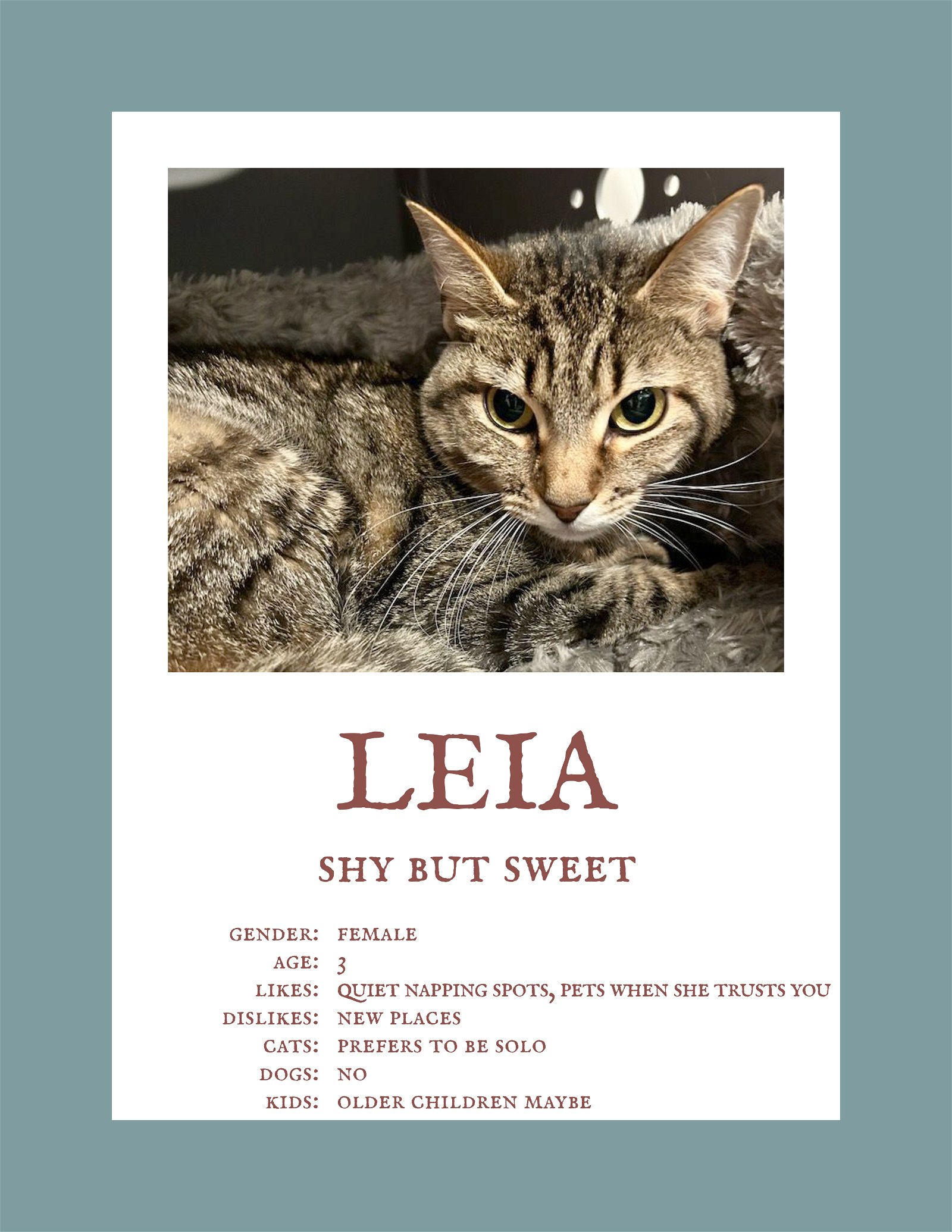 adoptable Cat in Herndon, VA named Leia