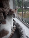 adoptable Cat in herndon, VA named Pedro