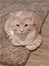 adoptable Cat in herndon, VA named Reggie