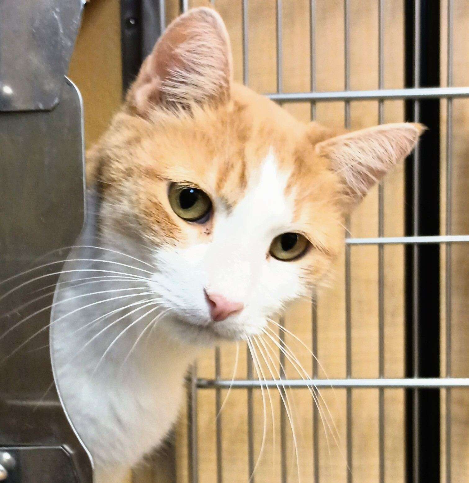 adoptable Cat in Herndon, VA named Marmalade