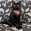 adoptable Cat in herndon, VA named Martok