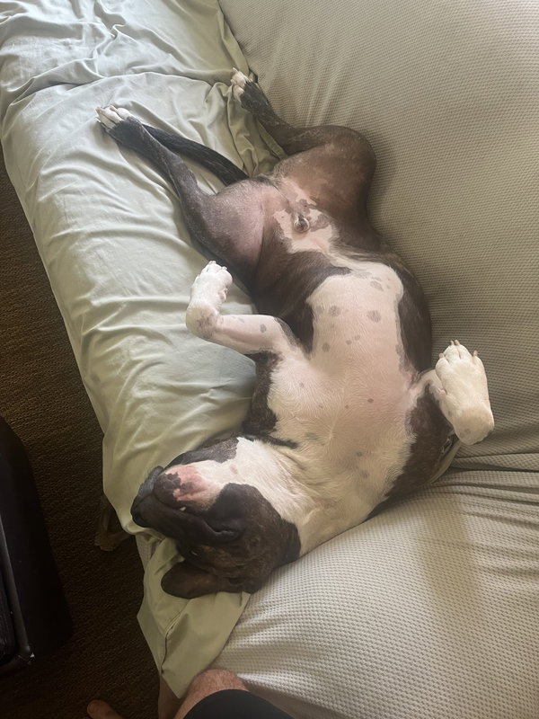Maxwell VERYURGENT  NEEDS FOSTER