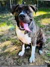 adoptable Dog in herndon, VA named Maxwell  NEEDS FOSTER
