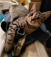 adoptable Cat in herndon, VA named Shadow (tabby) (& Dollface) bonded