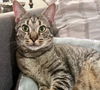 adoptable Cat in Herndon, VA named Shadow (tabby) (& Dollface) bonded