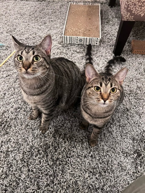Shadow (tabby) (& Dollface) bonded