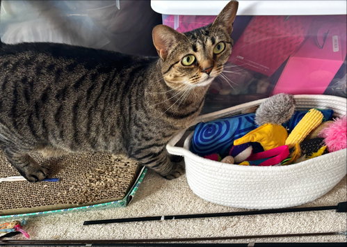 Dollface, a cat for adoption from Fancy Cats Rescue Team