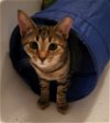 adoptable Cat in herndon, VA named Dollface (& Shadow) bonded