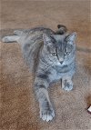 adoptable Cat in herndon, VA named Shania (& Lupa) bonded