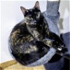 adoptable Cat in herndon, VA named Flossie & (Kenny) bonded