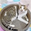adoptable Cat in herndon, VA named Arlo BARN CAT