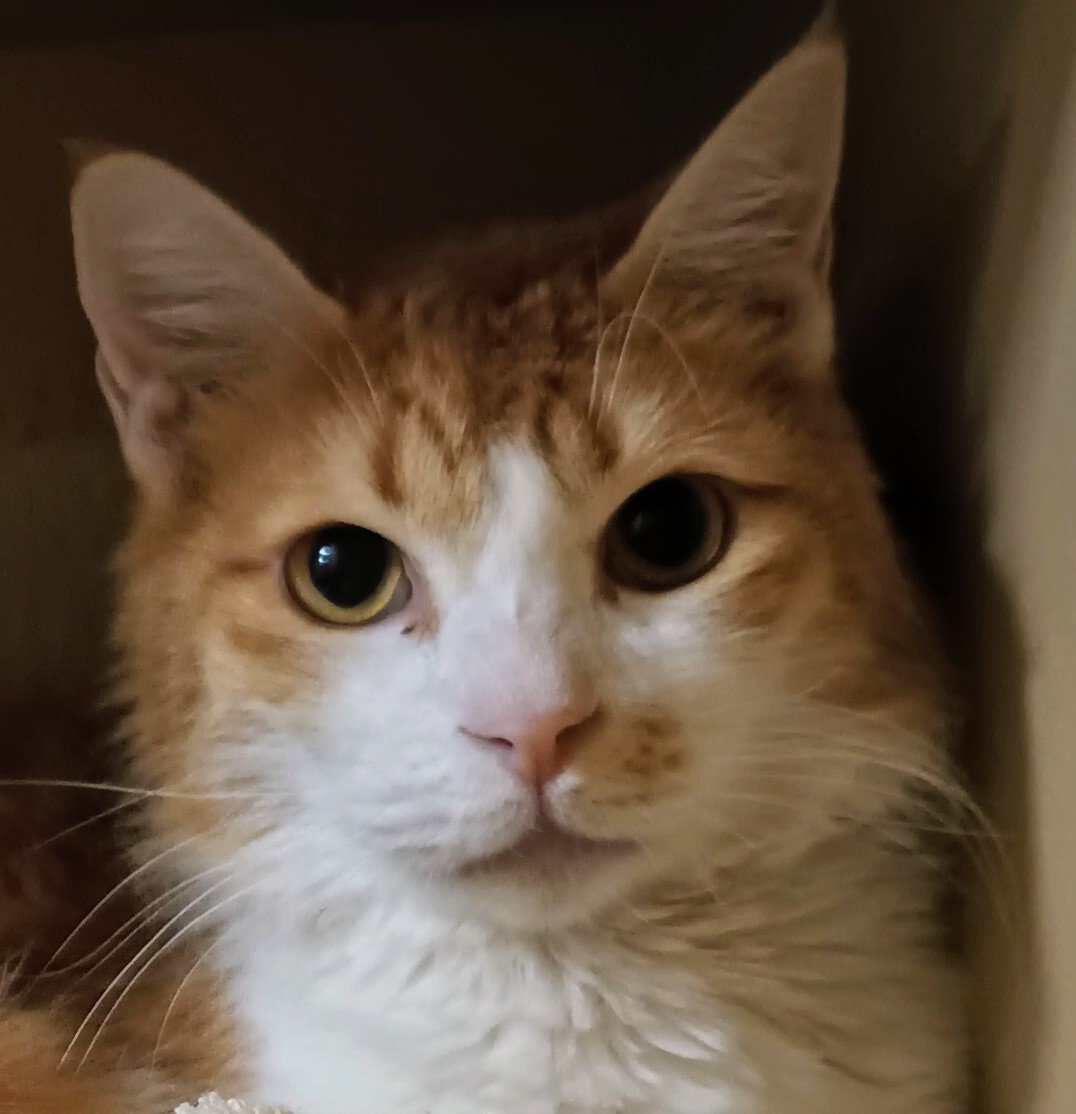 adoptable Cat in Herndon, VA named Jolly From Kuwait