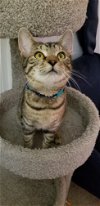 adoptable Cat in herndon, VA named Satin