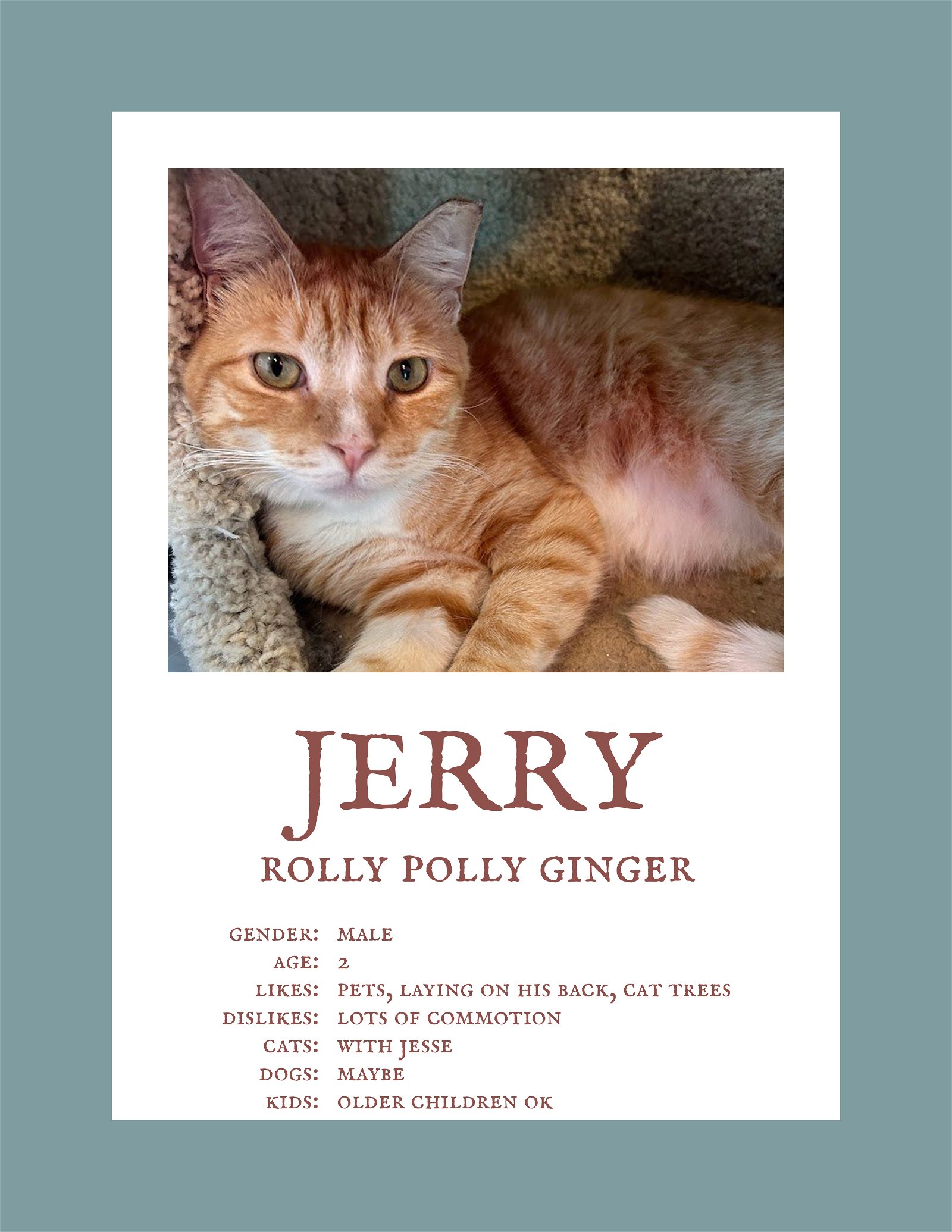 adoptable Cat in Herndon, VA named Jerry &(Jesse) FEE SPONSORED