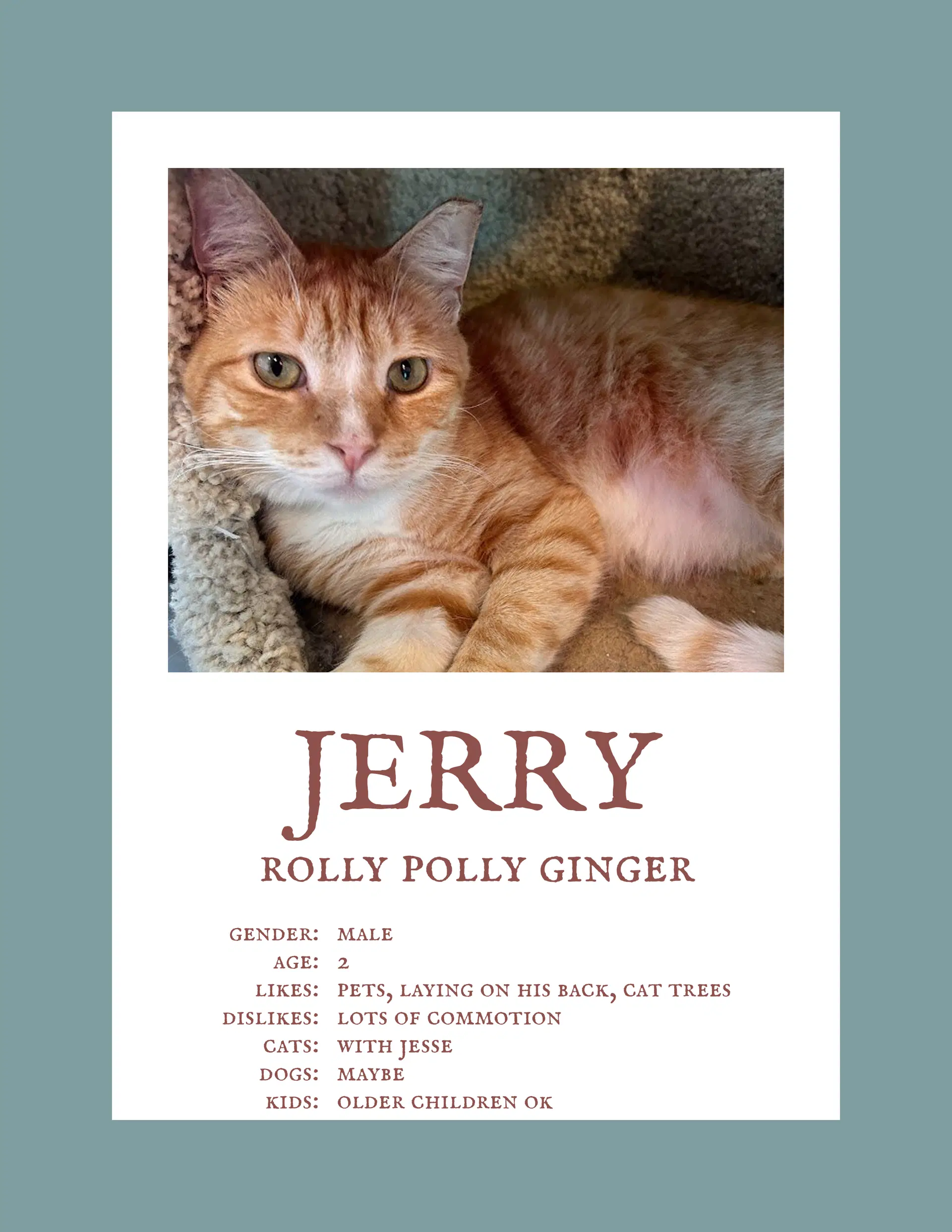 Jerry  Jesse Bonded - Domestic Short Hair