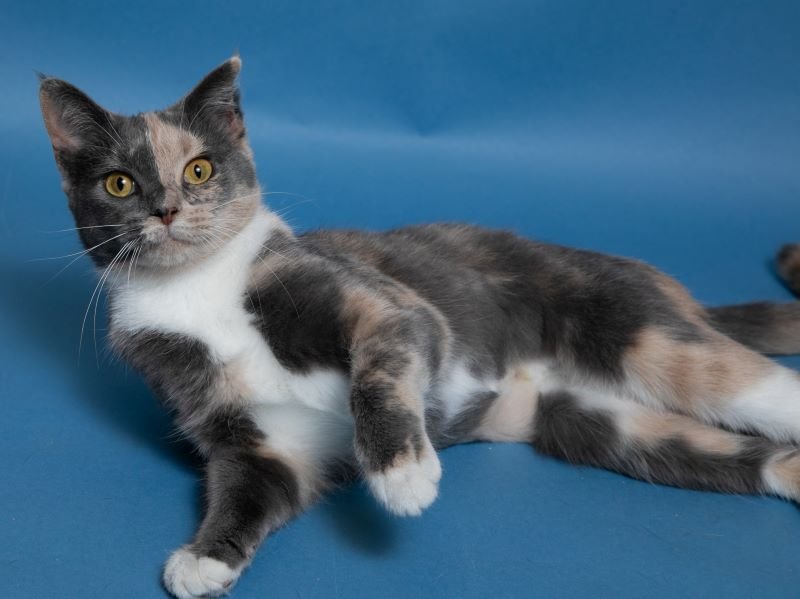 adoptable Cat in Herndon, VA named Leia & (Luke felv +)
