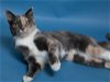 adoptable Cat in herndon, VA named Leia & (Luke felv +)