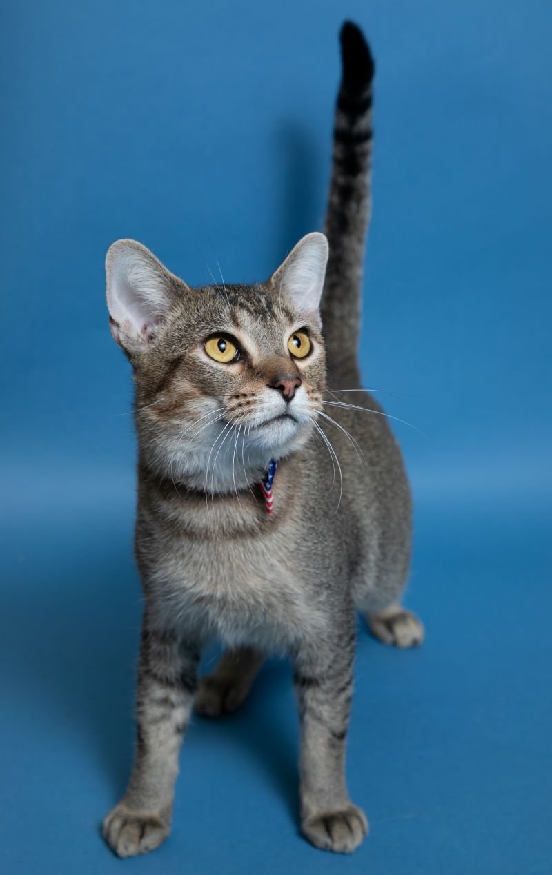 adoptable Cat in Herndon, VA named Luke  & ( Leia)felv+