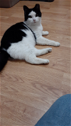 adoptable Cat in herndon, VA named Flo (&Vera) bonded