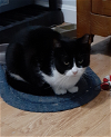 adoptable Cat in herndon, VA named Vera (& Flo) bonded