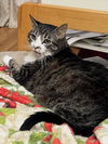 adoptable Cat in Herndon, VA named Bubbles *FEE WAIVED*