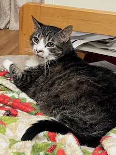 Bubbles URGENT FOSTER NEEDED — thumbnail 4