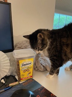 Bubbles URGENT FOSTER NEEDED — thumbnail 7