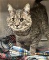 adoptable Cat in herndon, VA named Rocky URGENT