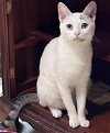 adoptable Cat in herndon, VA named Mrs. Bigglesworth