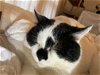 adoptable Cat in herndon, VA named Gray