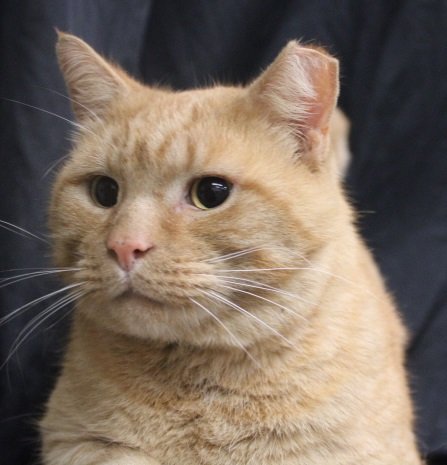 adoptable Cat in Herndon, VA named Nelson (& Willy) bonded