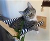 adoptable Cat in herndon, VA named Iris