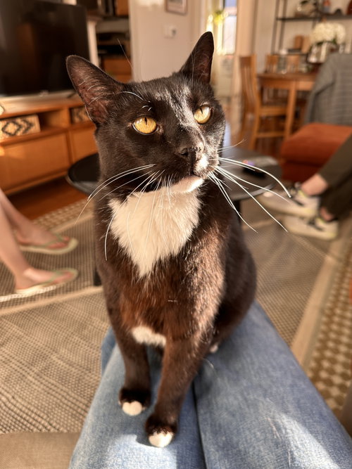 Frank N' Beans DECLAW