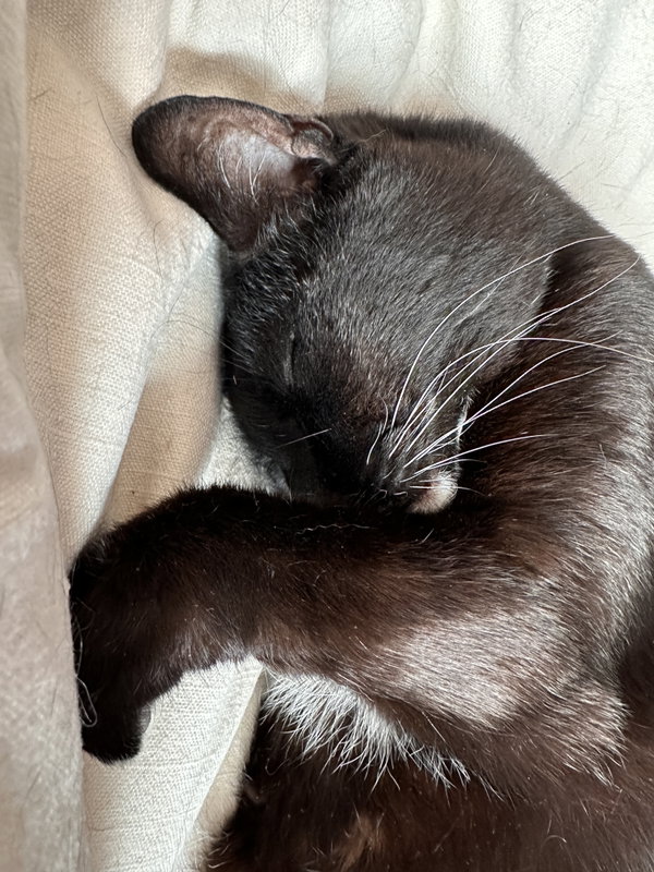 Frank N' Beans DECLAW