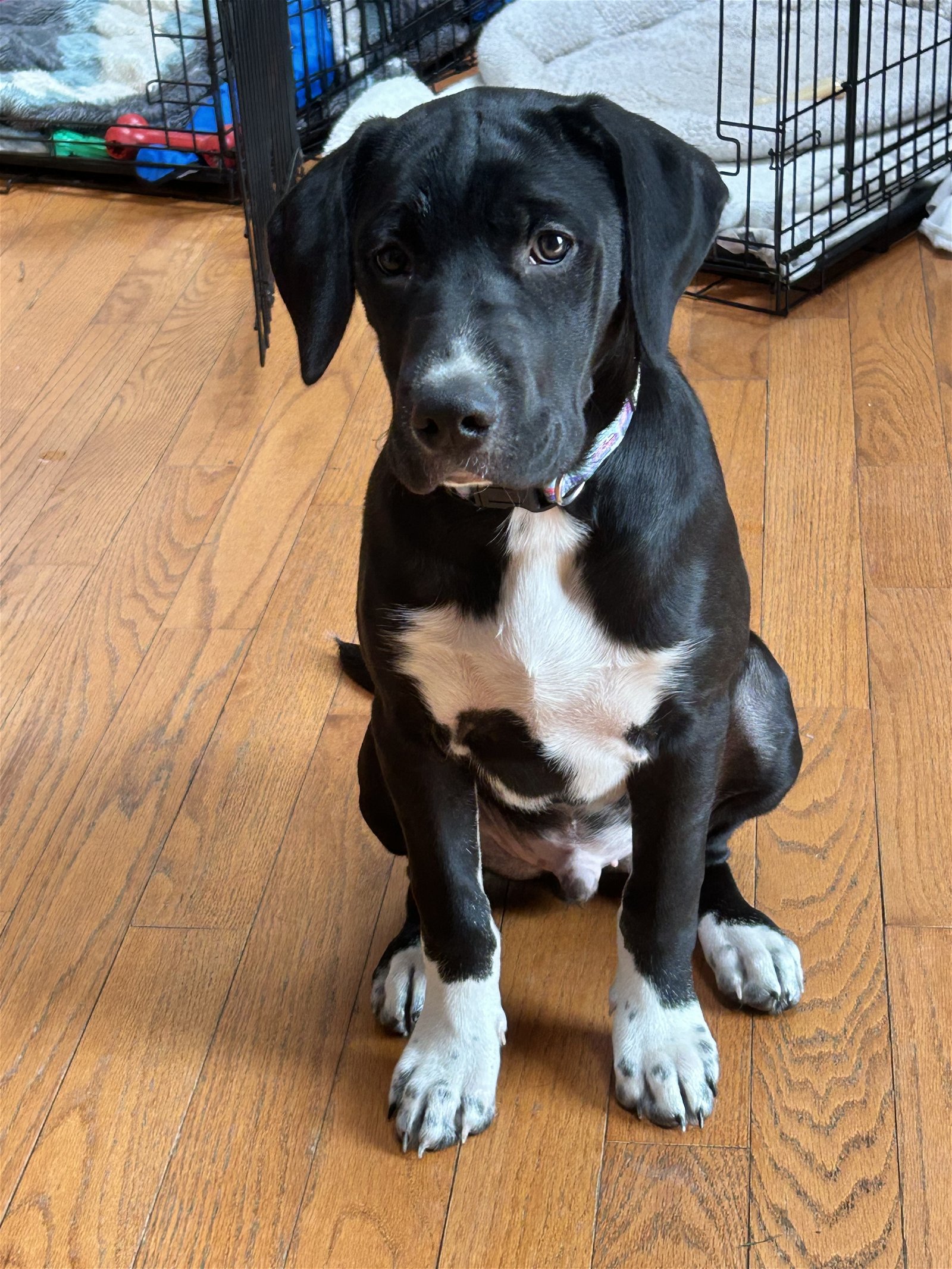 adoptable Dog in Herndon, VA named Paulie